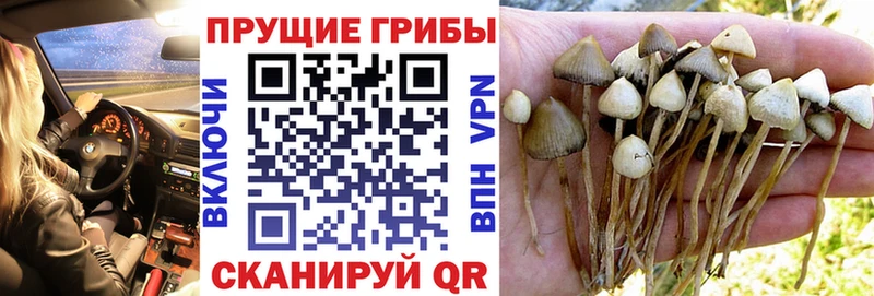 Псилоцибиновые грибы Psilocybine cubensis  Елабуга 